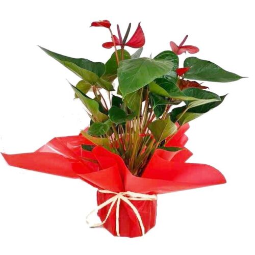 anthurium_deco.jpg - Flores y Plantas Jurado en Cabra