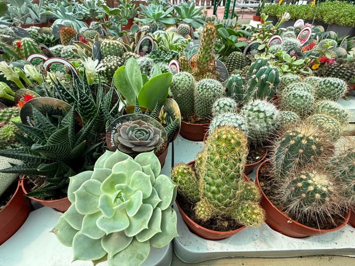 Cactus y suculentas