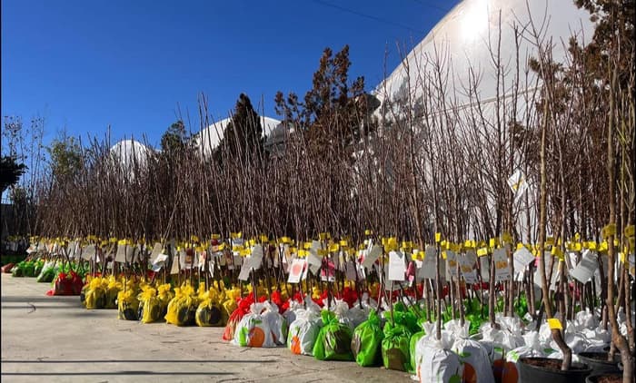 Árboles frutales y de sombra
