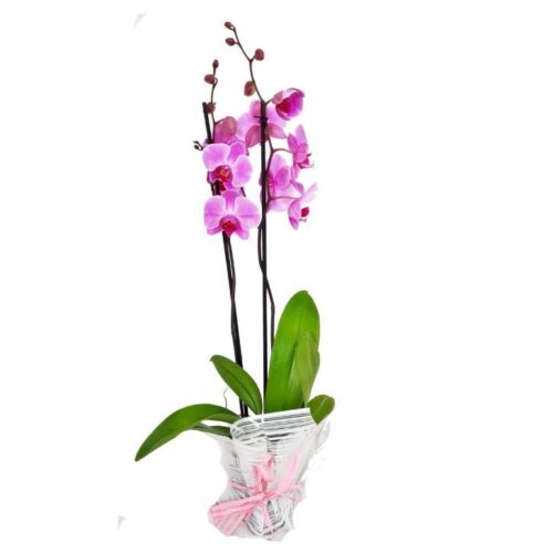 phalaenopsis_deco.jpg - Flores y Plantas Jurado en Cabra